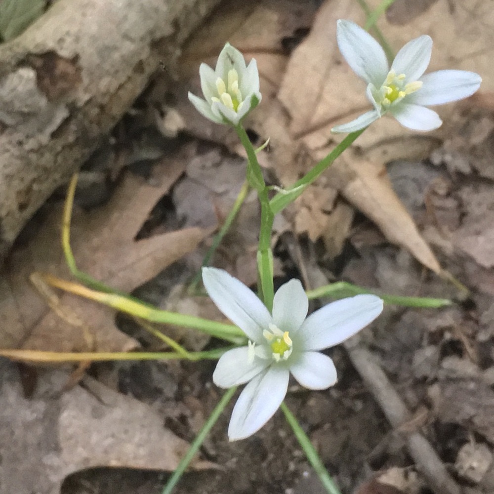 Meet your Posher, Abigail